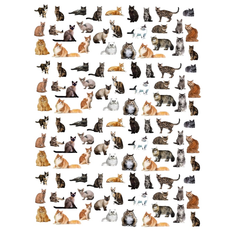 Alphie and Ollie Cats Flour Sack Kitchen Towel